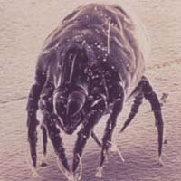 Dust Mite